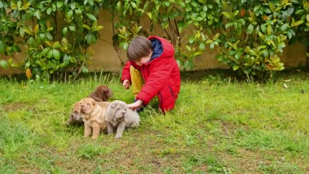 Dítě pohladí jeho Shar Pei štěňátka na zahradě. Cute shar pei dogs s jeho majitelem. Vrásčitá malý roztomilý pes štěňata. - Záběry, video