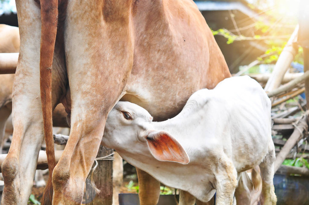 Теленок кормит грудью молоко по утрам, молодой теленок пьет молоко из его м
 - Фото, изображение