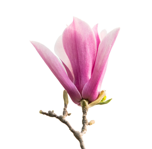 magnolia kwiat wiosna gałąź izolowane na białym tle - Zdjęcie, obraz