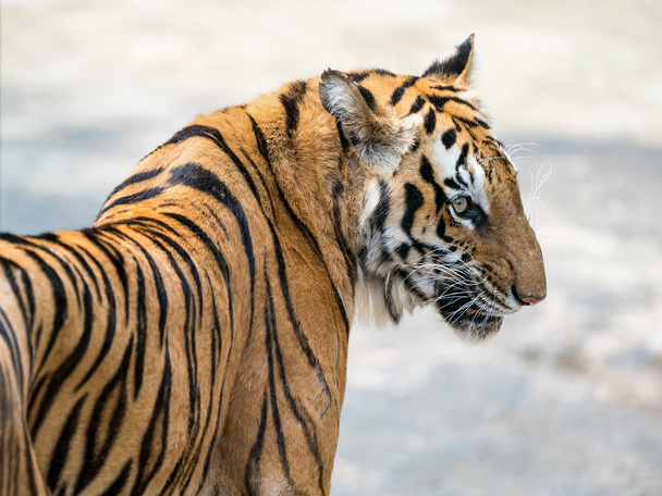 Tiikerien muotokuva niiden luonnollisessa elinympäristössä
 - Valokuva, kuva