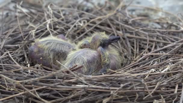 Holub se vylíhla z vajec asi 3-4 dny, žijí v hnízdě, které nedělají holubů pro násadová vejce hnízdo z trávy, postupně umístěn do ptačí hnízdo v kruhu, aby pták. - Záběry, video