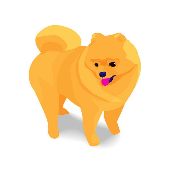 Schattige oranje Pommeren hond met schaduw  - Vector, afbeelding