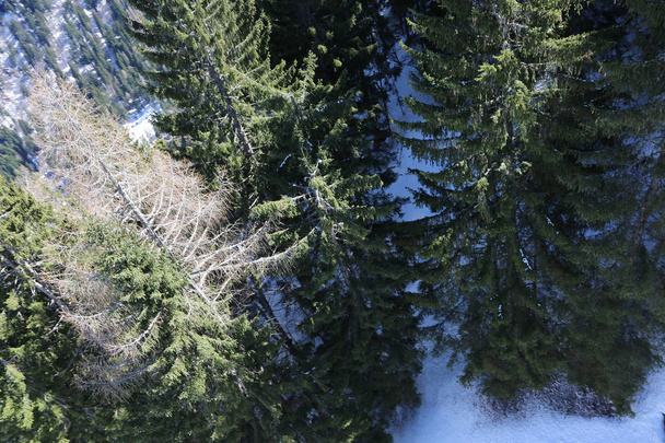 Vue aérienne de la forêt de sapins avec neige en hiver
 - Photo, image