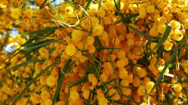 Egy közeli lövés a pom-pom, mint "Arany akácfa" virágok a tavasz; a Mediterrenean erdők érkező. - Felvétel, videó