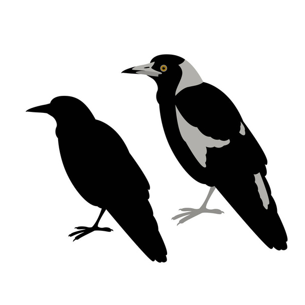 australian magpie vector illustration flat style  black silhouette - Vector, Image