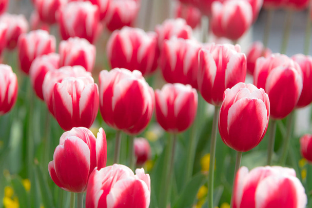 美しい赤い白いチューリップ ガーデン春近し春シーズンの背景概念 - 写真・画像