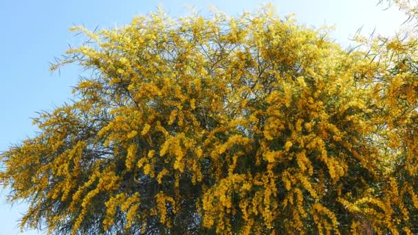 A shot of pom-pom like "Golden Wattle" blossoms in the spring; coming from Mediterrenean forests. - Footage, Video