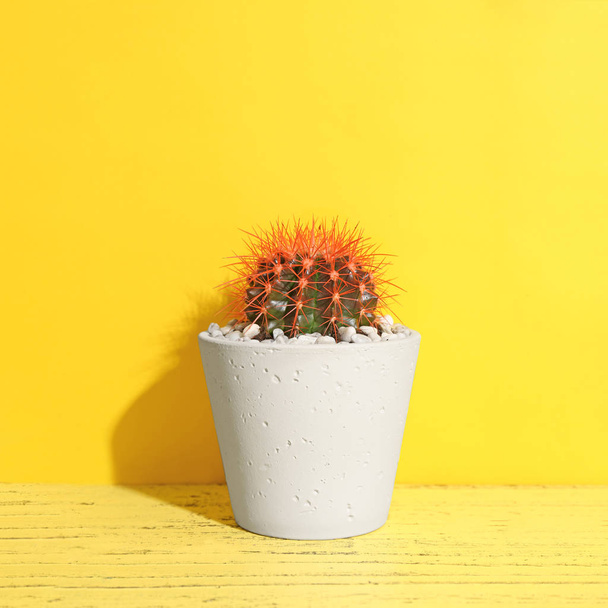 Beautiful cactus on table against color background - Φωτογραφία, εικόνα