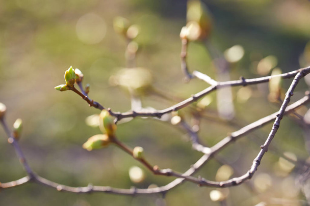 First spring buds - Photo, Image