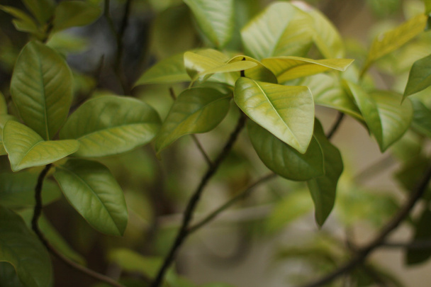 φρέσκα πράσινα φύλλα. φύση - Φωτογραφία, εικόνα