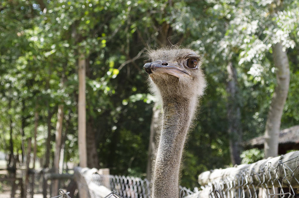 Close up of ostrich in the farm - Фото, изображение