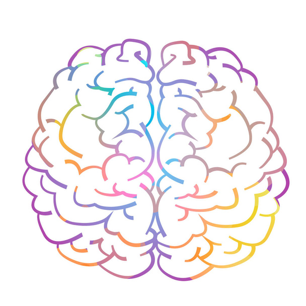 Hemisferio izquierdo y derecho del cerebro humano - Vector, imagen
