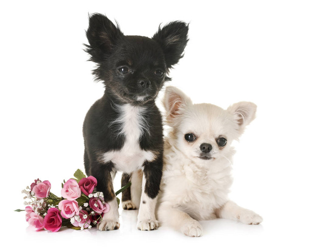 puppies chihuahua in studio - Foto, afbeelding