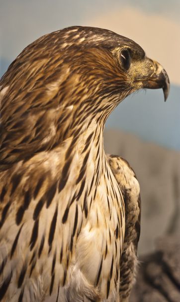 Portret eagle - Foto, afbeelding