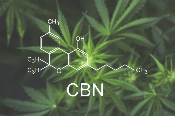 CBN chemische formule Cannabis bloemen bij het begin van de bloei close-up bovenaanzicht - Foto, afbeelding