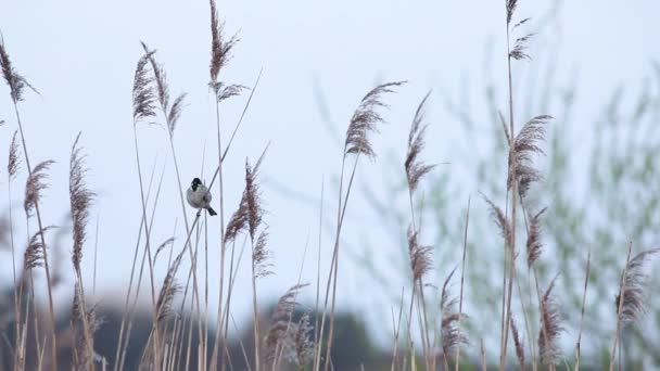 an adult reed bunting - Footage, Video