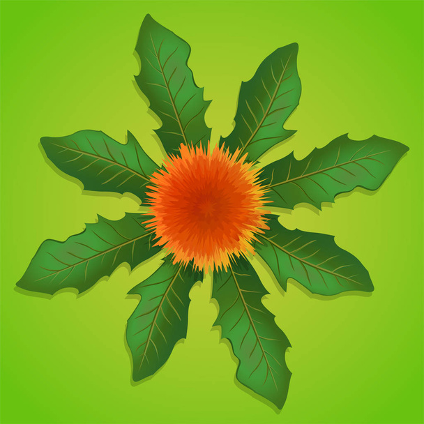 Illustration avec pissenlit orange avec feuilles sur fond vert
 - Vecteur, image