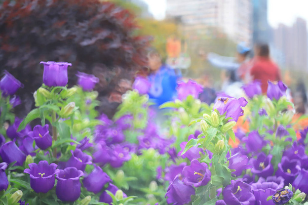 flores de flor de sino no jardim, close-up
 - Foto, Imagem