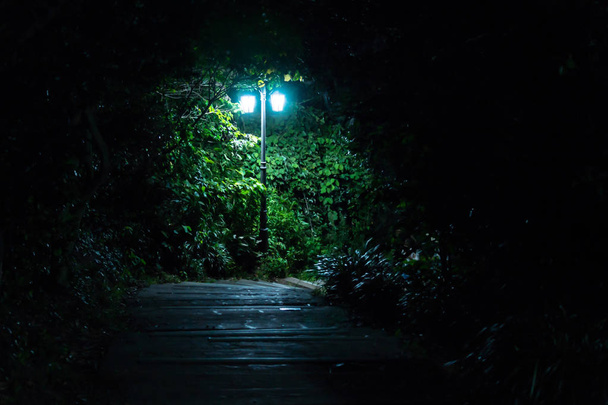 Iluminación de farola en el bosque en la noche, Seowipo, Isla de Jeju, Corea
 - Foto, Imagen