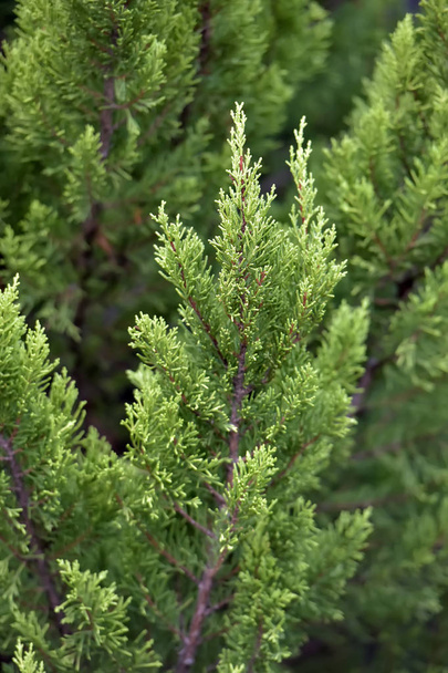 Green young juniper branches - Foto, imagen