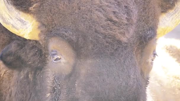 Le bison d'Amérique ou simplement bison, aussi connu sous le nom de buffle d'Amérique ou simplement buffle, est une espèce de bison nord-américaine qui autrefois errait dans les prairies d'Amérique du Nord dans des troupeaux massifs.
. - Séquence, vidéo