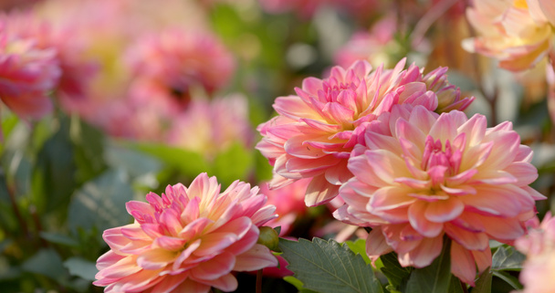 Красивое цветочное поле Далии
  - Фото, изображение