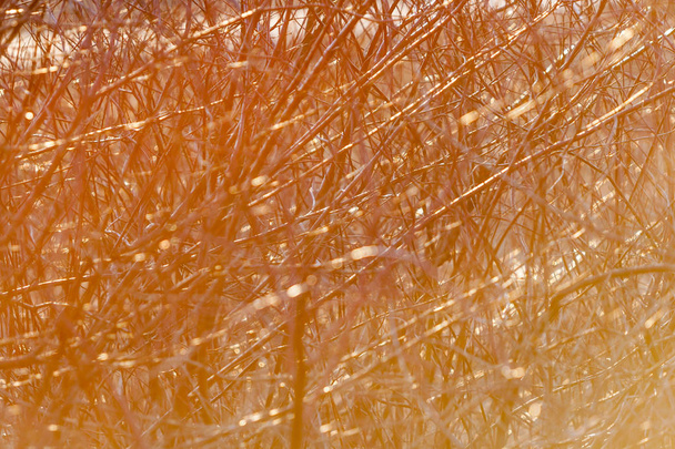 Cornus sanguinea. Λαμπρά κόκκινα κλαδιά του δέντρου (Κρανιά) στο δάσος άνοιξη στο ηλιοβασίλεμα τον Απρίλιο. Το φως του ήλιου με οπίσθιο φωτισμό. - Φωτογραφία, εικόνα