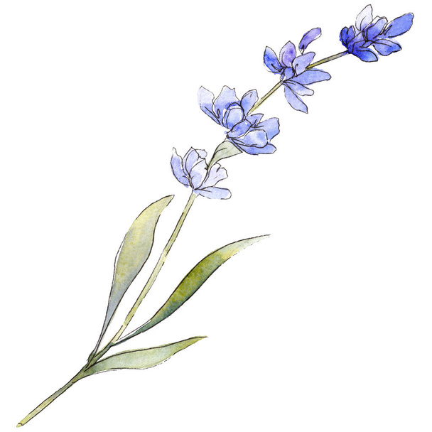 Paarse lavendel. Floral botanische bloem. Wild voorjaar blad wildflower geïsoleerd. - Foto, afbeelding
