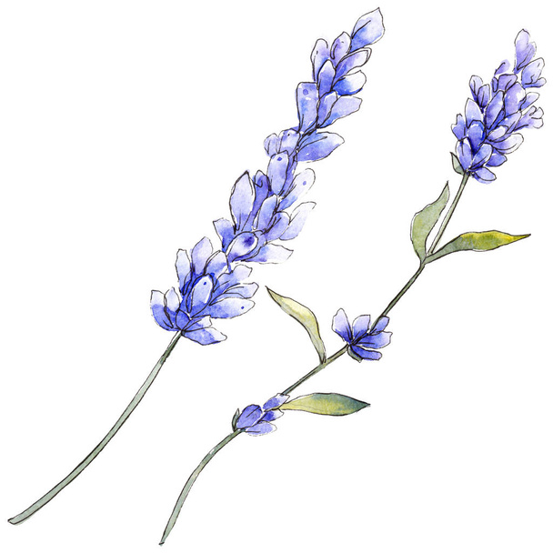 Lila levendula. Virágos botanikai virág. Vad tavaszi levél vadvirág elszigetelt. - Fotó, kép