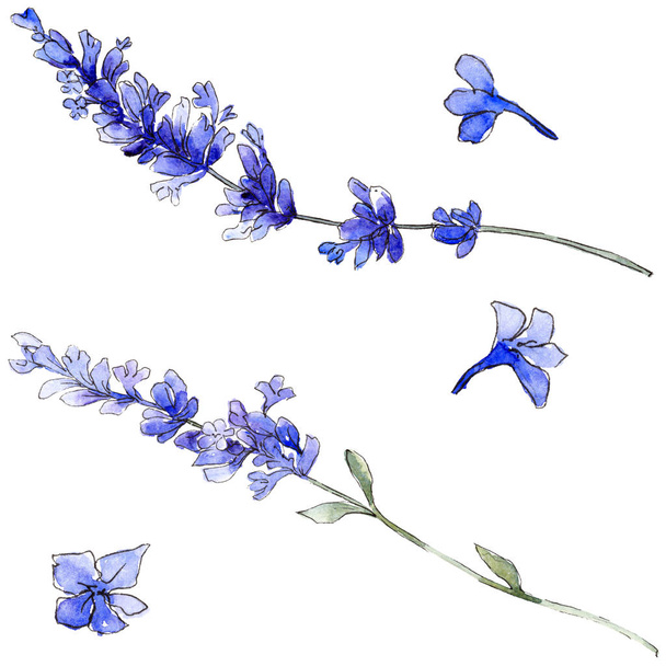 Paarse lavendel. Floral botanische bloem. Wild voorjaar blad wildflower geïsoleerd. - Foto, afbeelding