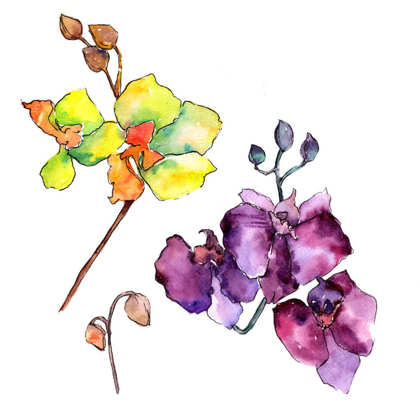 Orchidée colorée. Fleur botanique florale. Feuille de printemps sauvage fleur sauvage isolée
. - Photo, image