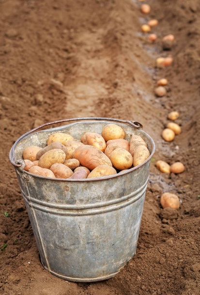 Výsadba brambor na jaře pro sklizeň.  - Fotografie, Obrázek