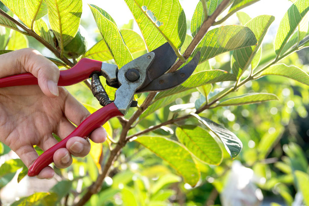 Gardener pruning trees with pruning shears on nature background. - Photo, Image