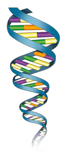Acide désoxyribonucléique d'ADN
 - Photo, image