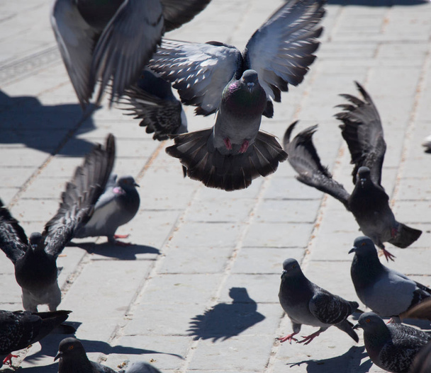 Pigeons on a stone pavement - Фото, изображение