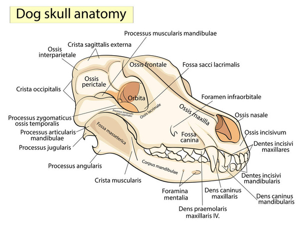 A koponya egy kutya. A fej, anatómiai kialakítás csontok szerkezetét. A Latin - Fotó, kép