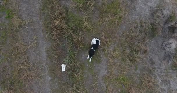 Οδός μαύρο με λευκές κηλίδες ένα αδέσποτο σκυλί κάθεται σε ένα χωματόδρομο, αδέσποτα ζώα - Πλάνα, βίντεο