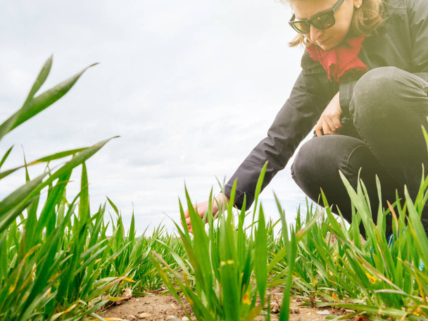 Ženské agronom kontrole sklizeň rostlin pšenice s krásnou odlesk na pozadí - Fotografie, Obrázek
