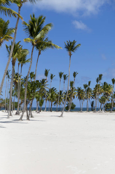 Coconut Palm trees on white sandy beach in Caribbean sea, Saona island. Dominican Republic - Foto, Imagem