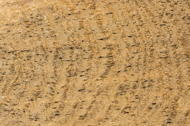 fa textúra természetes mintázatú - Fotó, kép