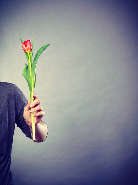 Hand with tulip flower. - Foto, afbeelding