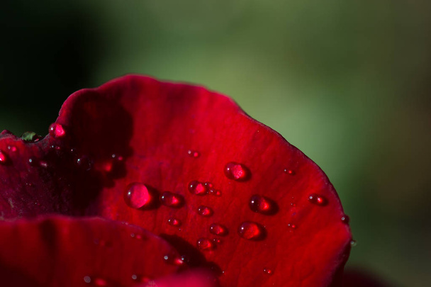 Rose with water drops on it - Photo, Image