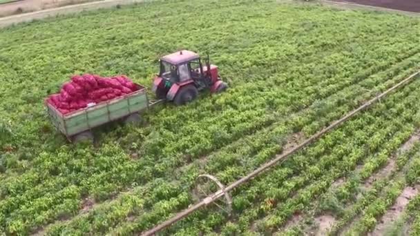Traktor zieht vollen Anhänger mit Paprika von einem Feld. Luftaufnahmen - Filmmaterial, Video