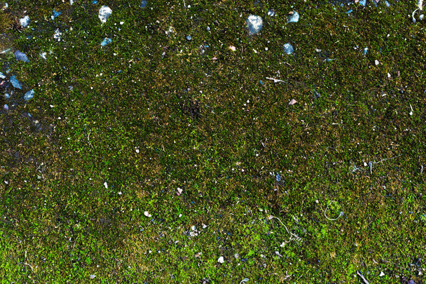 Close-up of a spring background of asphalt surface of the earth covered with juicy green moss. Green mossy surface with sprinkling of stones and small debris - Photo, Image