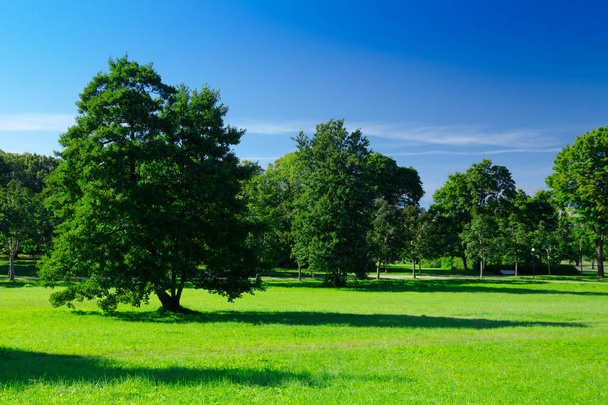 sonnige Wiese mit grünem Gras und großen Bäumen im Park, tief  - Foto, Bild