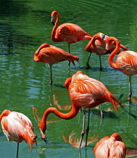 Florida Pink Flamingos - Photo, Image