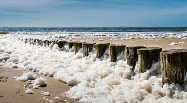 Algas espumosas a lo largo de la costa holandesa
 - Foto, imagen