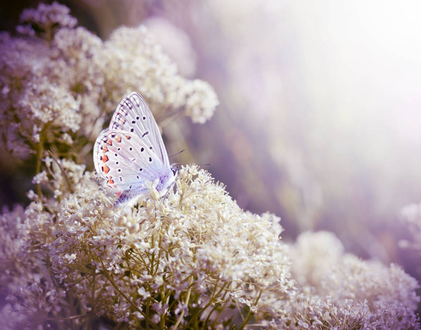 Красивая маленькая голубая бабочка, Polyommatus icarus, на диком лугу. Романтический фон летнего сезона с эффектом фиолетового фильтра
 - Фото, изображение