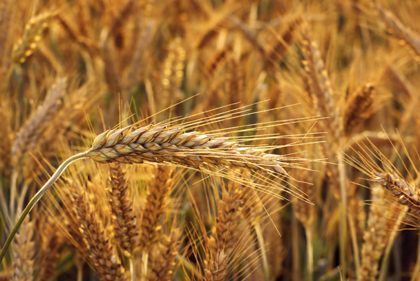 Cereal - Triticale. - Photo, Image