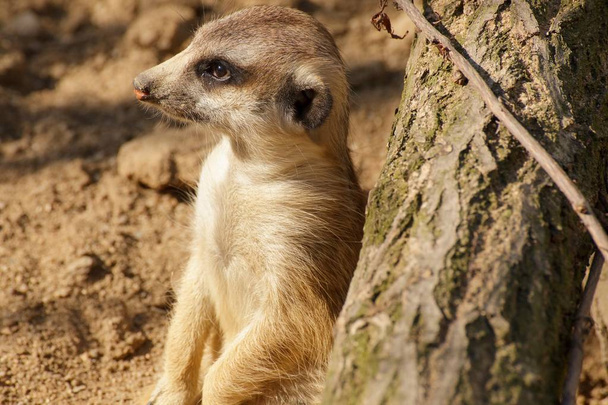 Κλείνω πάνω θέα του meerkat - Φωτογραφία, εικόνα